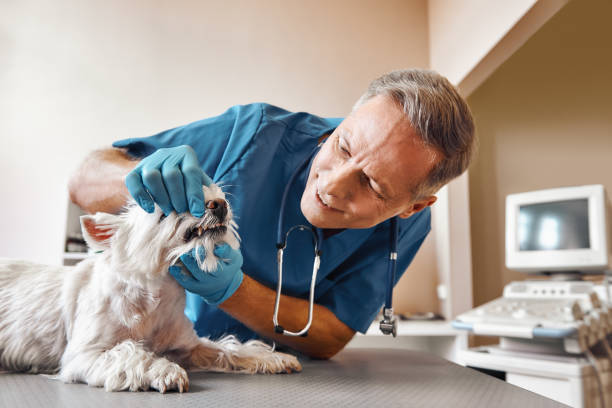 Best Emergency Root Canal Treatment in Raymondville, TX